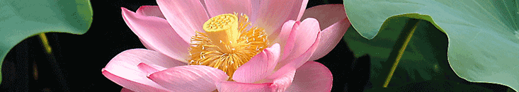 By Shin-改 (Shin-改's file) [Public domain], via Wikimedia Commons